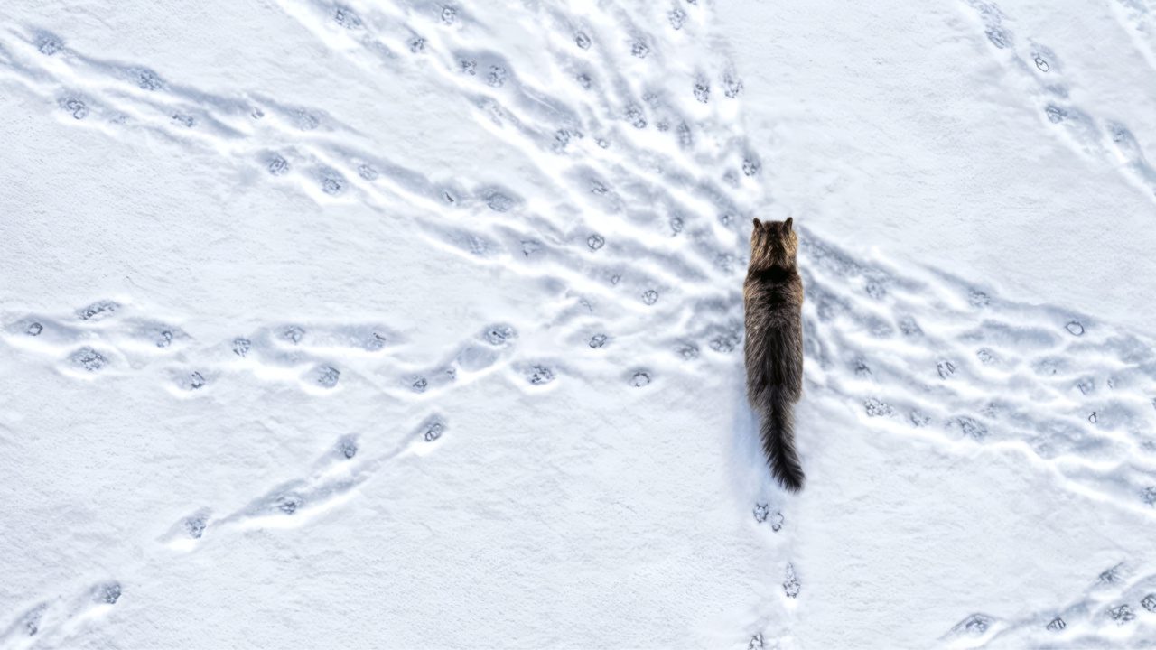 Schweizer Tierschutz STS